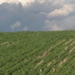 soybean-field-westside-iowa-6-14-2-150x150-1