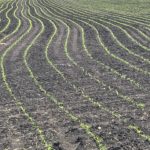 201207_corn_emergence_issues_md-1-150x150-1