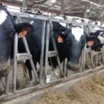 dairy-cows-1-150x150-1-4