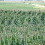 corn-in-missouri-150x150-1-2