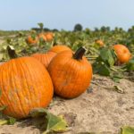 pumpkins-frey-farms-150x150-1-2