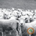 sheep-150x150-1-4