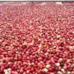 101018-cranberries-pittsville-wi-tour-2-150x150-1