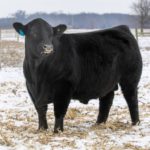 2021-il-ptb-sale-top-seller-lot-16-kramers-g-fund-008-150x150-1