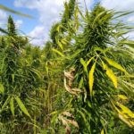 hemp-150x150-1