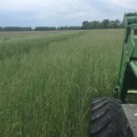 andersonfarm1-768x576-covercrops-150x150-1