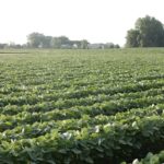 soybeans-south-dakota-07-29-2018-1-150x150-1
