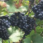 michigan-craft-wine-grapes-150x150-1