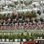hanging-baskets-150x150-1
