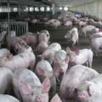 060518_hogs_md-150x150-1