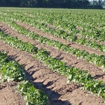 potatoes-cropped-low-res-150x150-1