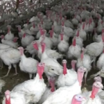 turkey-150x150-1-2