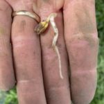 ryan-nells-december-2020-planted-soybeans-150x150-1