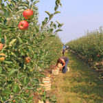 farmlabor2-150x150-1-2