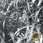 covercrops-3-150x150-1