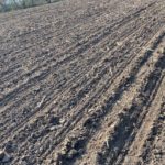 planting_4_26_21_md-150x150-1-2