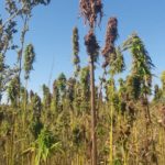 20180923_110045-150x150-1