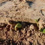soybean-seedlings-150x150-1-2