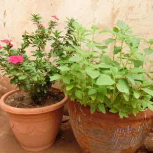 28518581682_70414558da_o-jpg