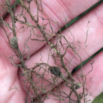 cyst-nematode-20210426-scn-1-150x150-1