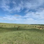 sandhills-150x150-1-3
