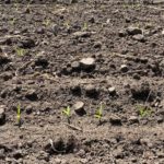 210512_corn_emergence_md-150x150-1