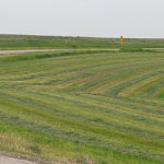 hay1-150x150-1