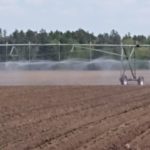 potatoes-sprouting-under-irrigation-cropped-150x150-1
