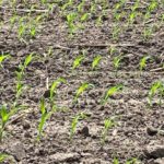 210524_corn_v3_md-150x150-1-2