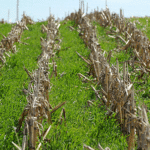 covercrops-iowa-state-150x150-1-2