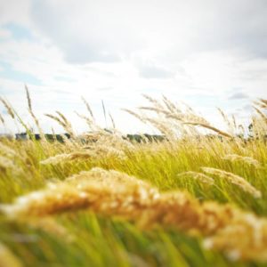 windy-jpg