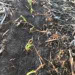 210607_corn_frost_md-150x150-1