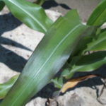 agro-liquid-potassium-deficiency-150x150-1