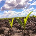 190603-corn-mackenziehoffmann-1-150x150-1-2