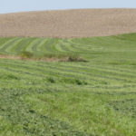 191104_alfalfa_md-150x150-1