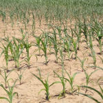 dry-corn-2-150x150-1
