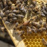 honeybeescloseup-150x150-1-3