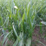 gross-reported-hail-damage-150x150-1
