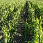 lost-corn-hanson-150x150-1