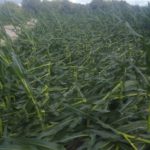 david-wessel-tornado-corn-july-2021-2-150x150-1