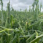 yinglingcorn2021-1-150x150-1
