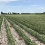 210714_soybean_cupping_md-150x150-1