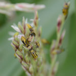 210715_crw_beetle_md-150x150-1