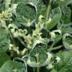 dicamba-soybean-damage-university-of-illinois-150x150-1
