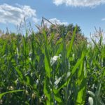 210719_corn_md-150x150-1-2