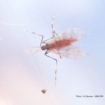 200624_soybean_gallmidge_md-150x150-1-2