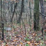 buckthorn-150x150-1