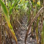 uphoff-2020-southern-rust-2-150x150-1