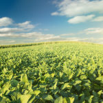 cornsoy-150x150-1-10