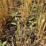 210811_weed_regrowth_md-150x150-1